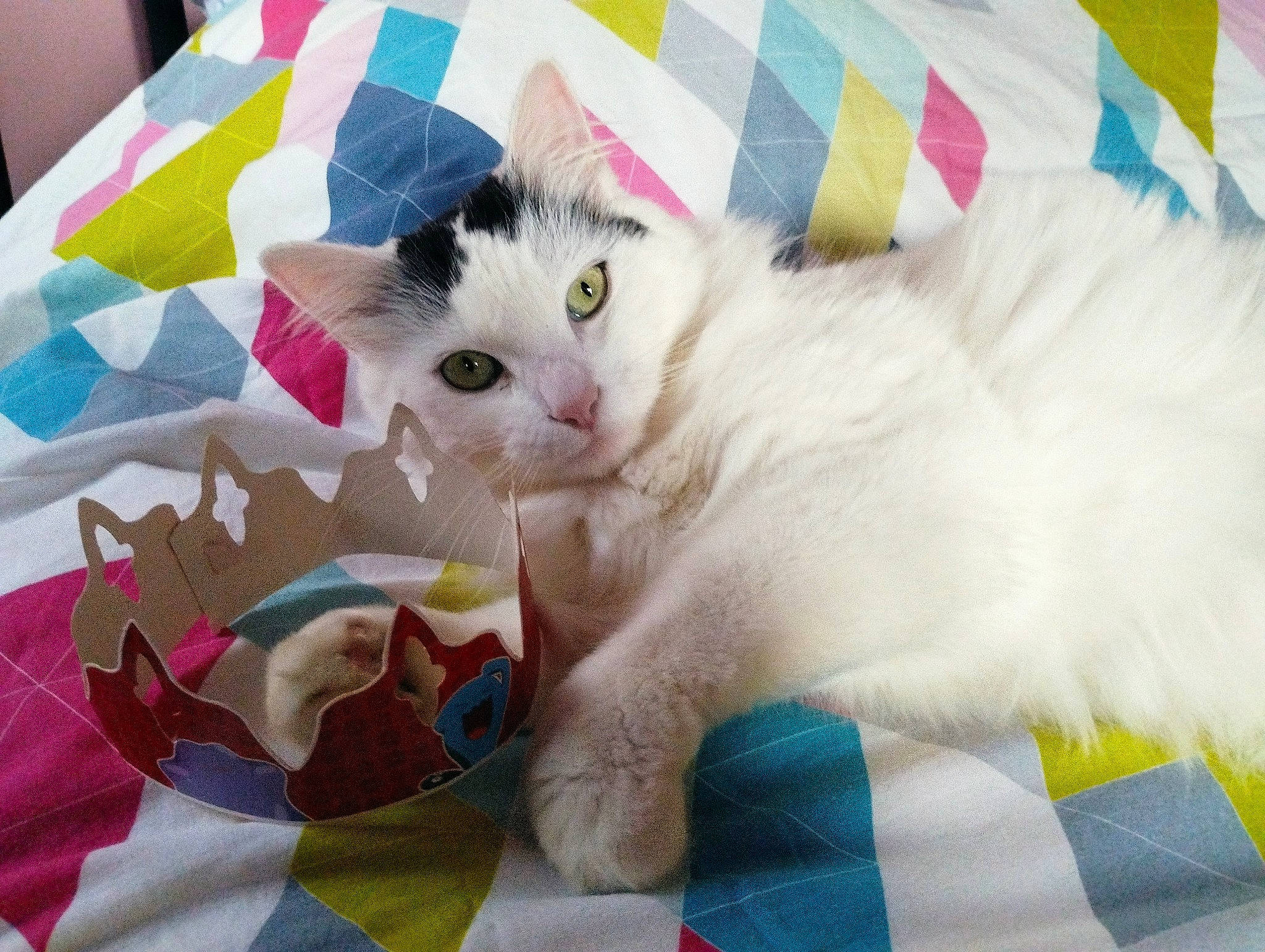 Chamallow participe au concours pour gagner de l'argent avec cette photo : carnivore, cat, comfort, craft, creative_arts, domestic_short_haired_cat, fawn, felidae, fur, linens, pattern, paw, room, small_to_medium_sized_cats, tail, textile, whiskers