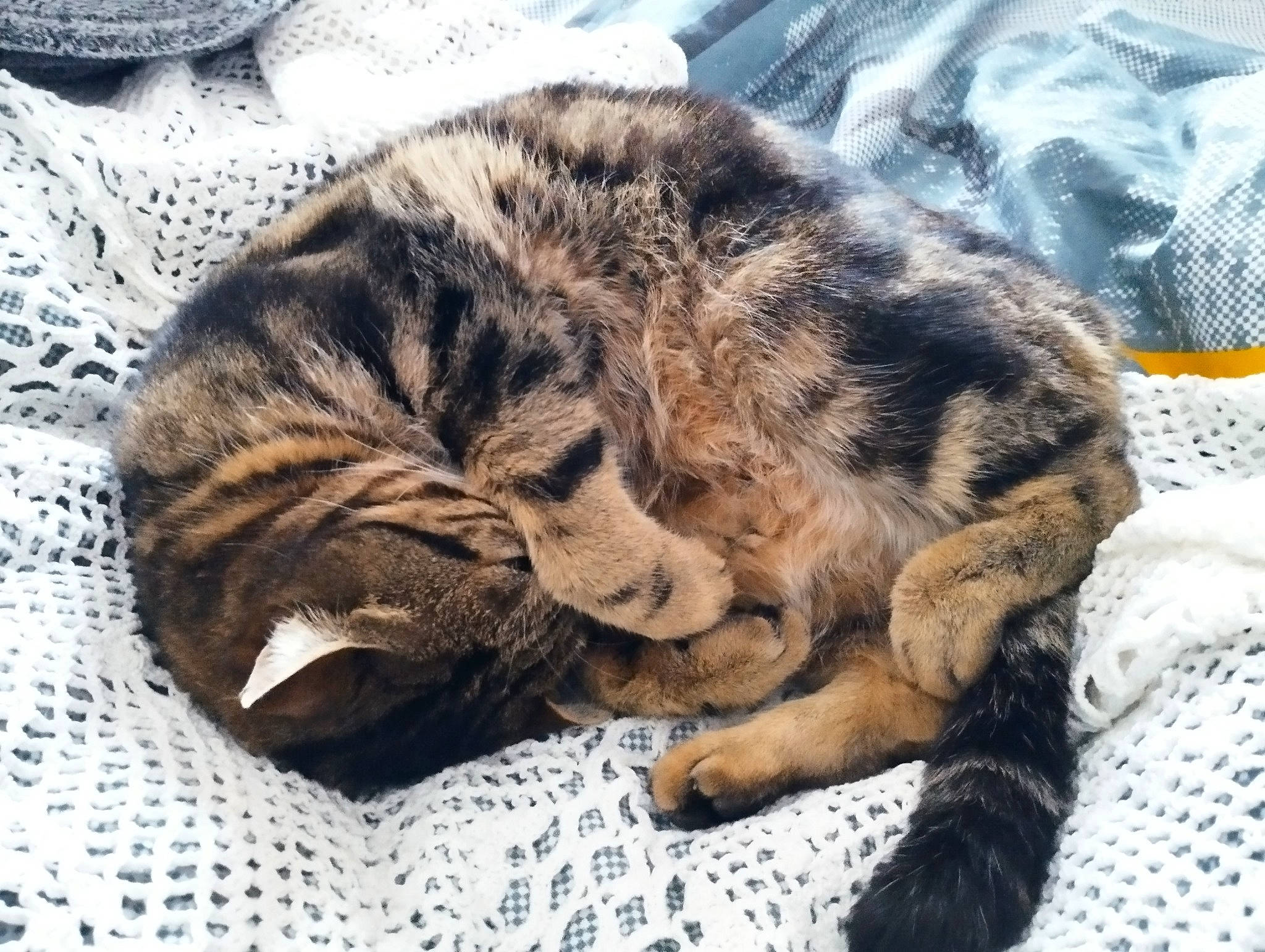 Tigrou participe au concours pour gagner de l'argent avec cette photo : carnivore, cat, claw, comfort, domestic_short_haired_cat, fawn, felidae, foil, fur, linens, mountain, nap, paw, sleep, small_to_medium_sized_cats, snout, tail, terrestrial_animal, textile, whiskers