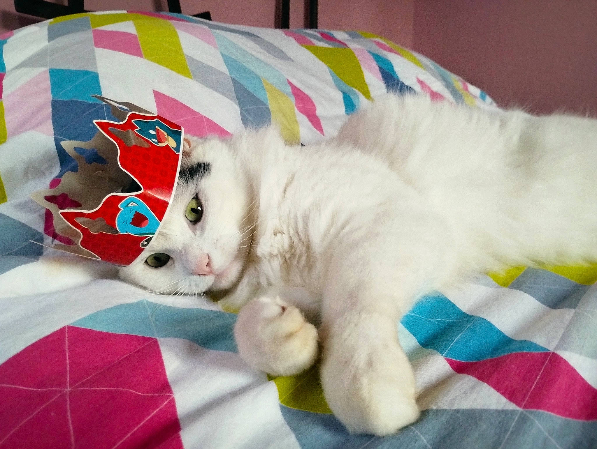 Chamallow a rejoint le concours — aidez-le/la à gagner de superbes lots ! bag, carnivore, cat, claw, comfort, domestic_short_haired_cat, fashion_accessory, fawn, felidae, fur, linens, nap, pattern, paw, sleep, small_to_medium_sized_cats, snout, tail, textile, whiskers