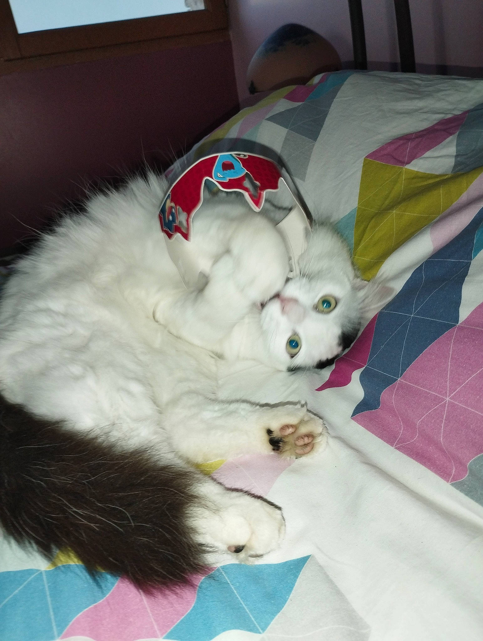 Chamallow participe au concours pour gagner de l'argent avec cette photo : canidae, carnivore, cat, cat_bed, comfort, companion_dog, couch, dog, dog_breed, duvet, fawn, felidae, flooring, fur, linens, nap, room, small_to_medium_sized_cats, sporting_group, whiskers