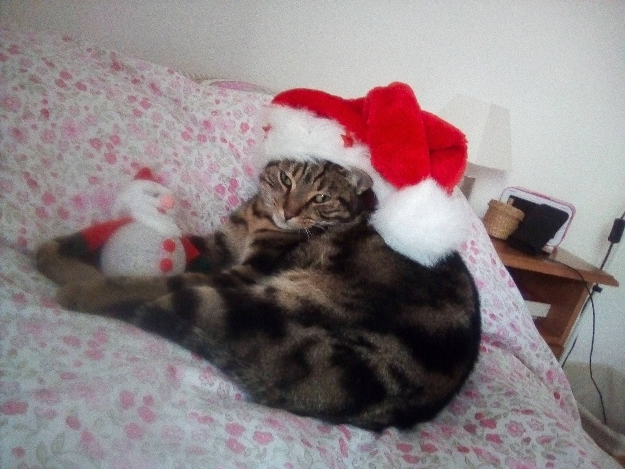 Tigrou participe au concours pour gagner de l'argent avec cette photo : bed, bed_sheet, bedding, carnivore, cat, cat_bed, cat_supply, chair, comfort, domestic_short_haired_cat, felidae, fur, linens, nap, room, small_to_medium_sized_cats, tail, whiskers