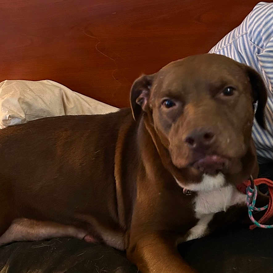 Sophia