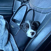 Milo is registered to the contest to win money with this photo: puppy, dog, handbag, car_seat, leather, blanket, black, white, cute, pet, animal, seatbelt, interior, travel, small_dog, fur, nose, ears, portrait, indoor