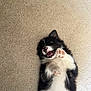 Milo is registered to the contest to win money with this photo: puppy, dog, black_and_white, lying_down, carpet, playful, paw, fur, cute, pet, indoor, young, animal, canine, teeth, pink_paw_pads, fluffy, expression, mischievous, adorable