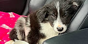 Milo joined the competition — help win amazing prizes! puppy, dog, car_interior, car_seat, blanket, pink_blanket, dog_treat, pet, cute, fur, black_and_white, relaxed, animal, canine, seatbelt, leather_seat, close_up, indoor, resting, young_dog