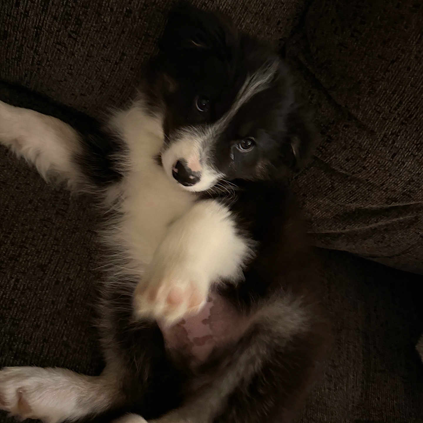Milo joined the competition — help win amazing prizes! adorable, animal, black_and_white, companion, couch, cozy, cute, dog, face, fluffy, fur, indoor, looking_up, lying_down, paw, pet, puppy, relaxing, small, young