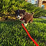 Milo joined the competition — help win amazing prizes! puppy, dog, leash, grass, bush, outdoor, sunlight, house, curious, pet, animal, nature, young, black_and_white, fur, collar, playful, small, front_yard, daylight