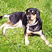 Upsy participe au concours pour gagner de l'argent avec cette photo : dog, grass, outdoor, canine, pet, animal, nature, greenery, collar, bow, laying_down, sunlight, fur, muzzle, ears, eyes, paws, relaxed, summer, portrait