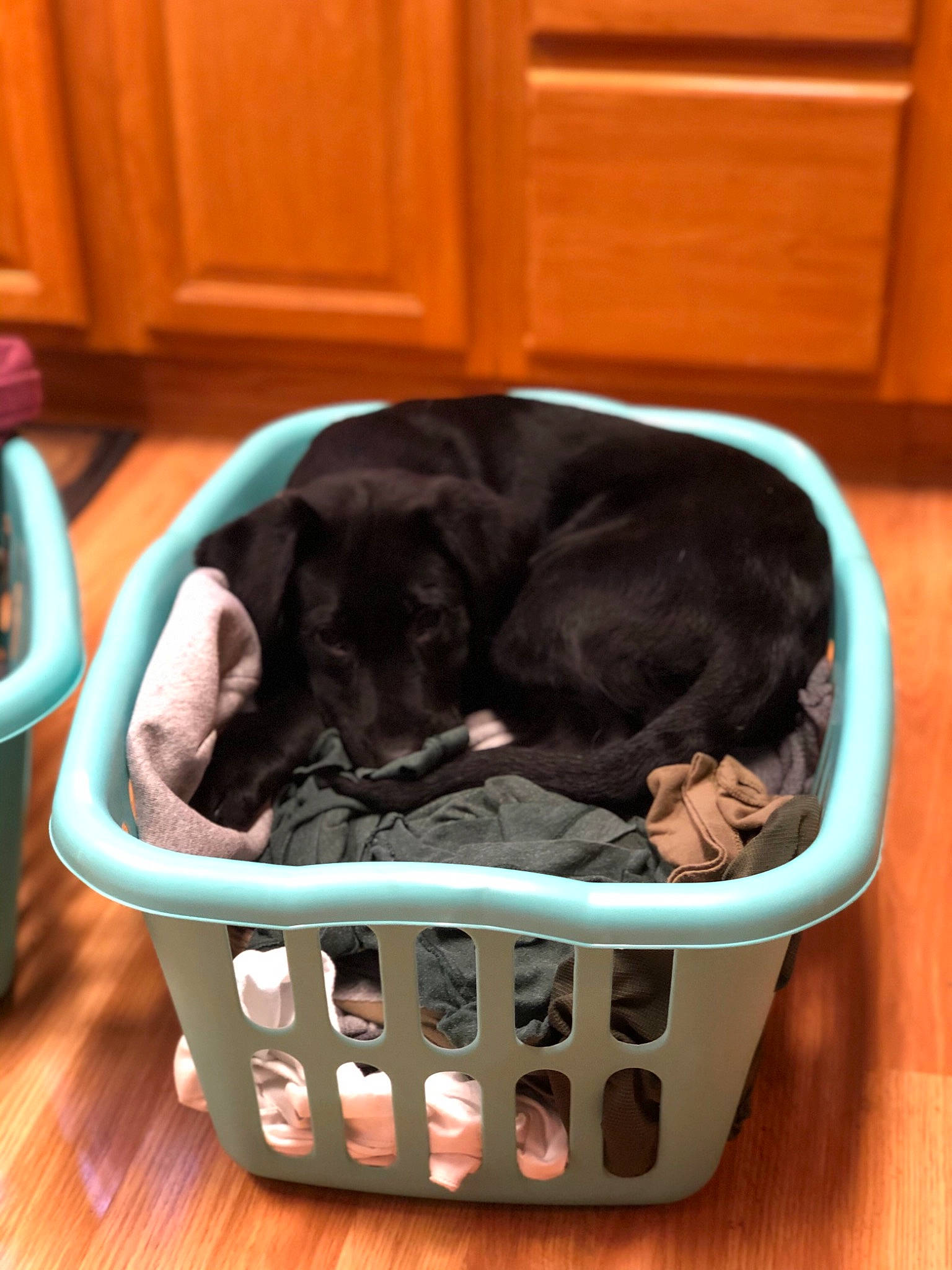 Dora joined the competition — help win amazing prizes! basket, canidae, carnivore, cat, cat_bed, companion_dog, dog_bed, dog_breed, puppy