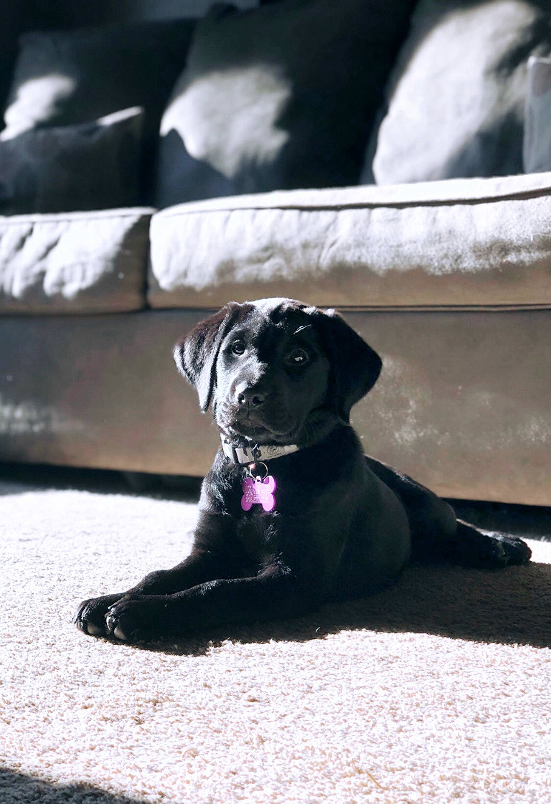 Dora is registered to the contest to win money with this photo: black, cane_corso, canidae, carnivore, companion_dog, dog, dog_breed, fawn, guard_dog, labrador_retriever, mammal, puppy, snout, sporting_group, vertebrate