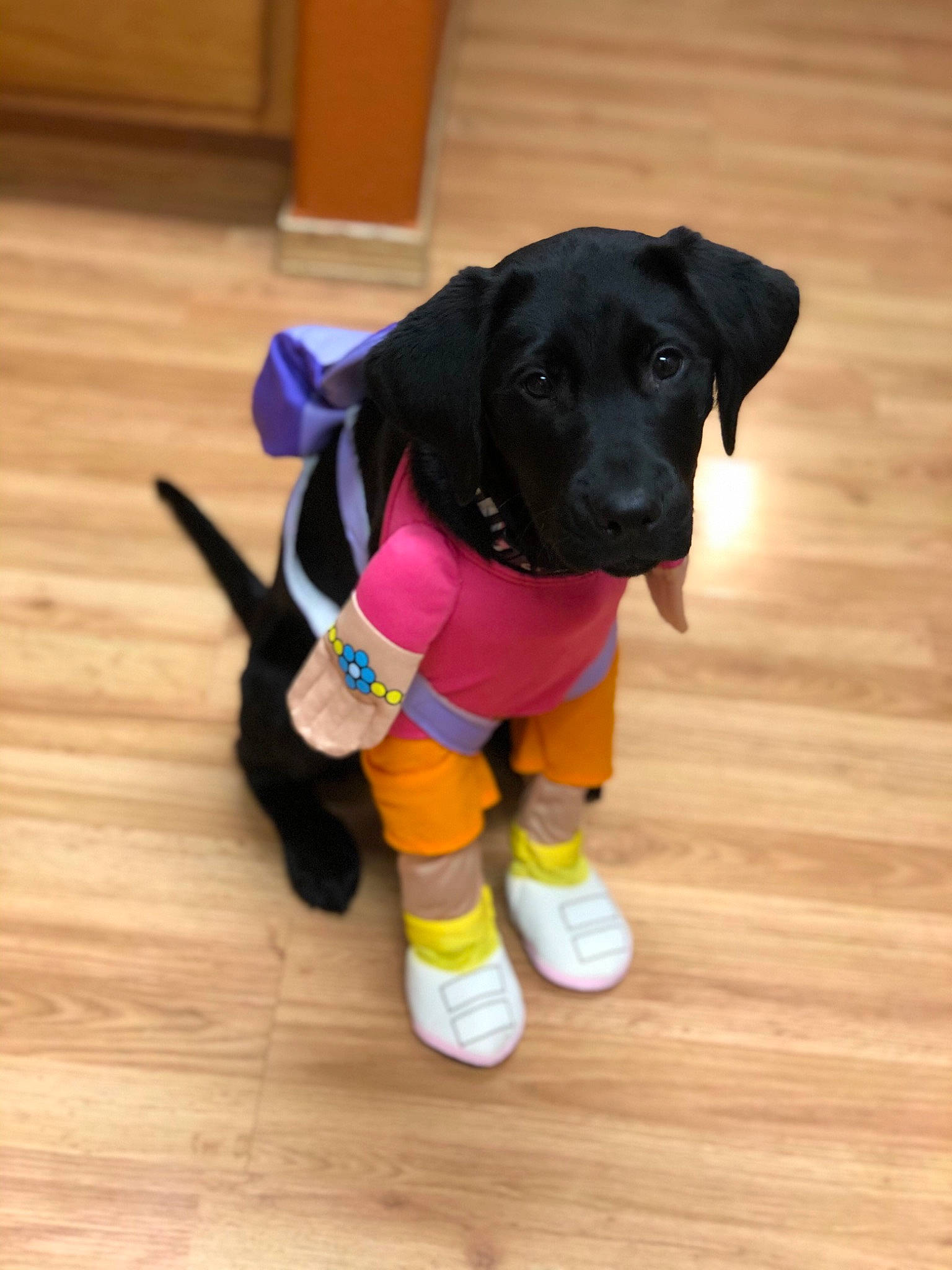 Dora is registered to the contest to win money with this photo: beagador, borador, canidae, carnivore, dog, dog_breed, dog_clothes, dog_collar, dog_supply, dog_toy, fawn, floor, labrador_retriever, paw, puppy, rare_breed_dog, retriever, sporting_group, tail, yellow