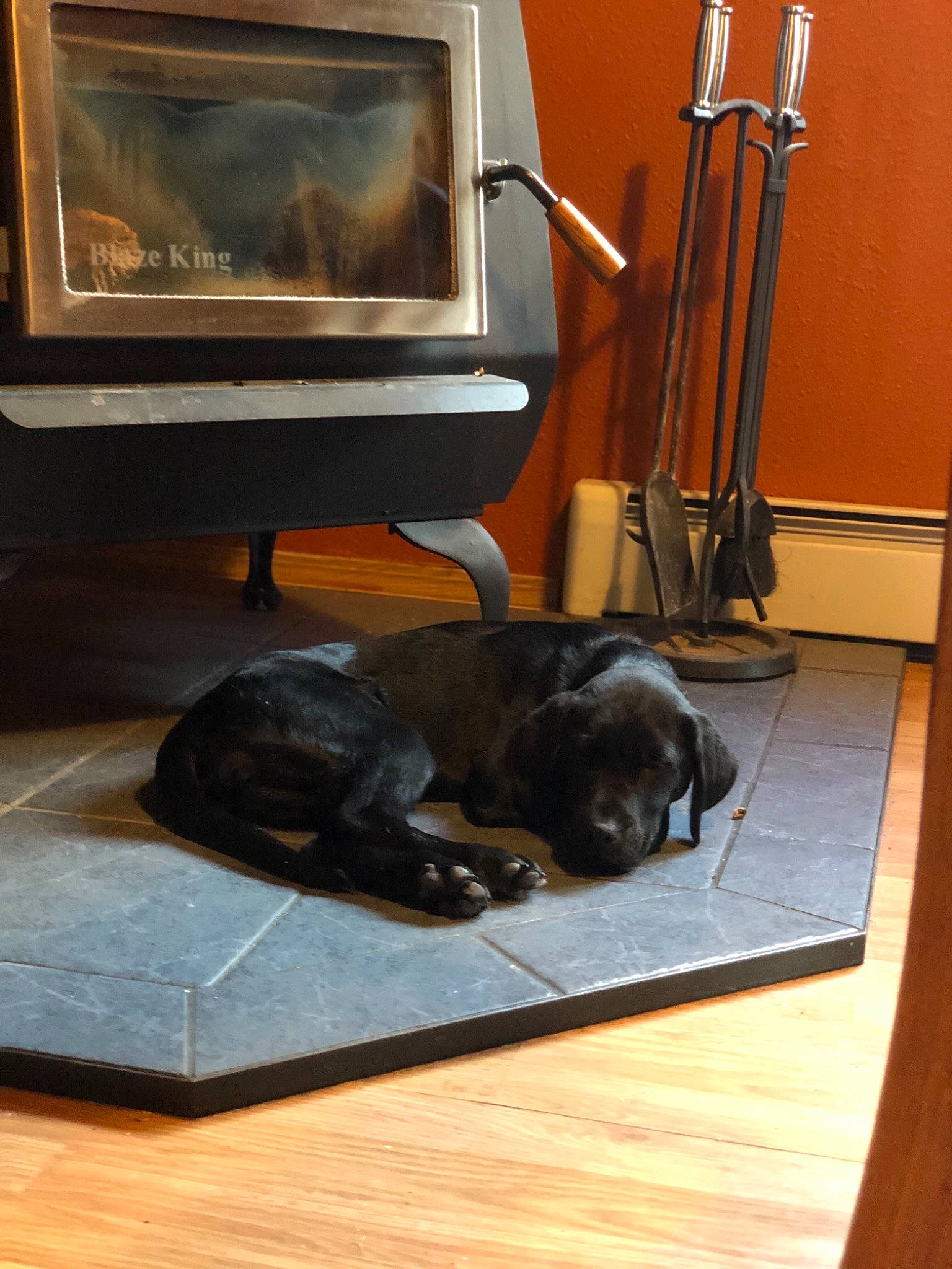 Dora is registered to the contest to win money with this photo: canidae, carnivore, companion_dog, dog, dog_breed, floor, flooring, labrador_retriever, sporting_group, wood