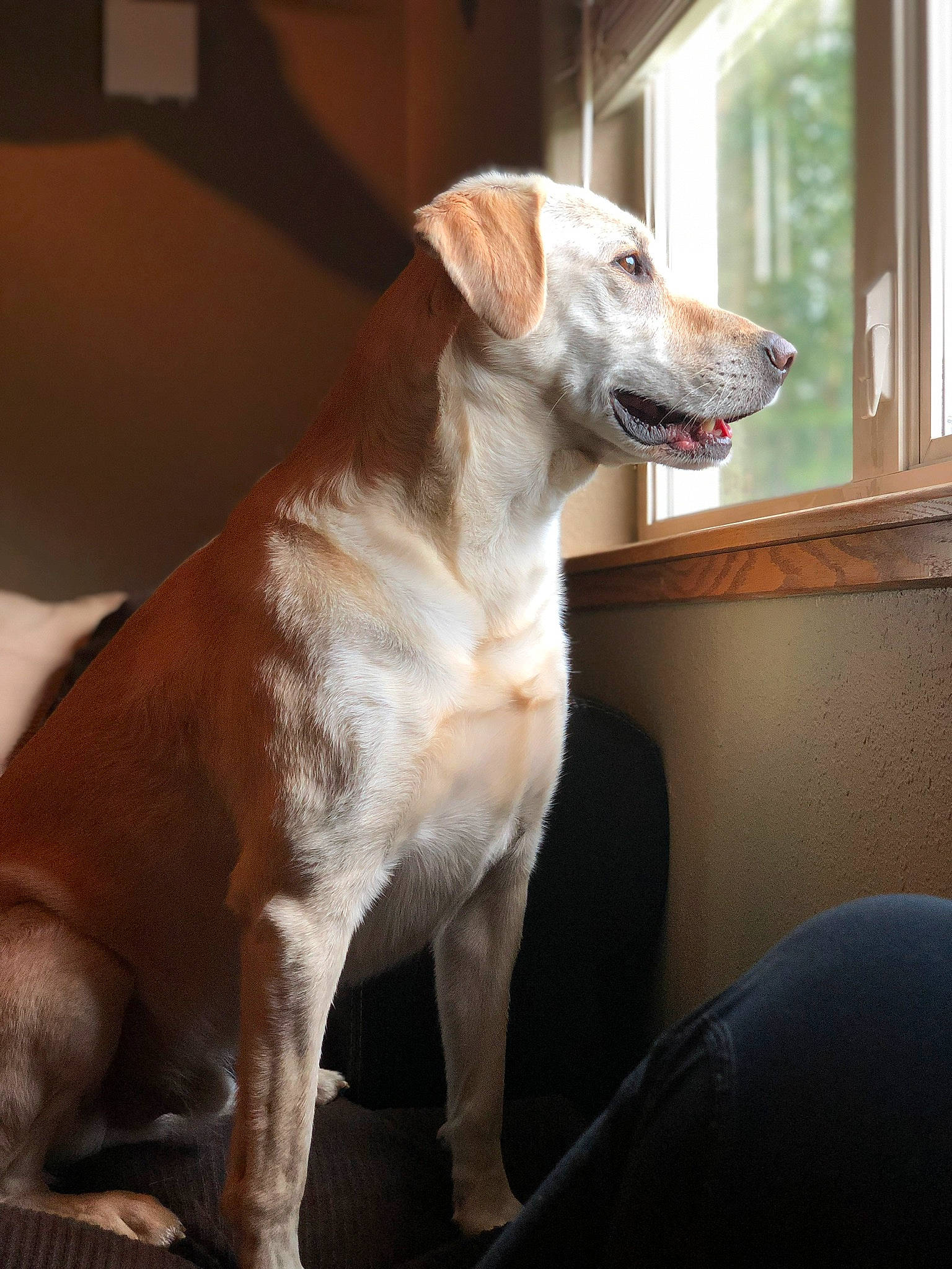 Fletch joined the competition — help win amazing prizes! canidae, carnivore, companion_dog, dog, dog_breed, fawn, labrador_retriever, mammal, rare_breed_dog, retriever, snout, sporting_group