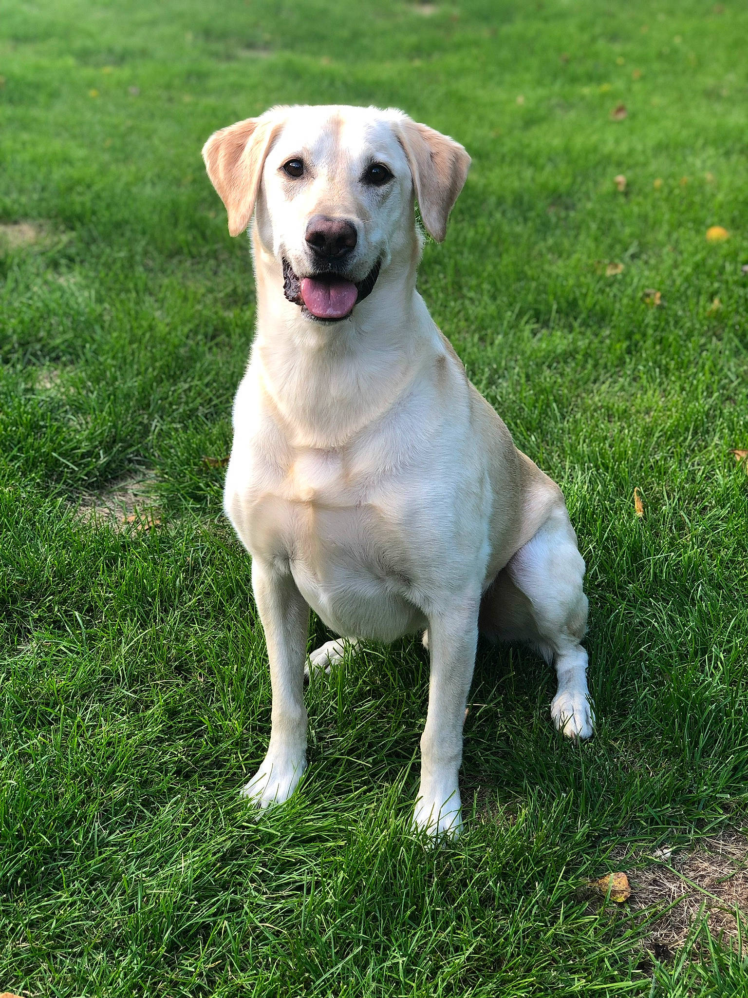 Fletch is registered to the contest to win money with this photo: beagador, canidae, carnivore, companion_dog, dog, dog_breed, fawn, grass, hunting_dog, labrador_retriever, mammal, plant, puppy, rare_breed_dog, retriever, snout, sporting_group, tail, vertebrate