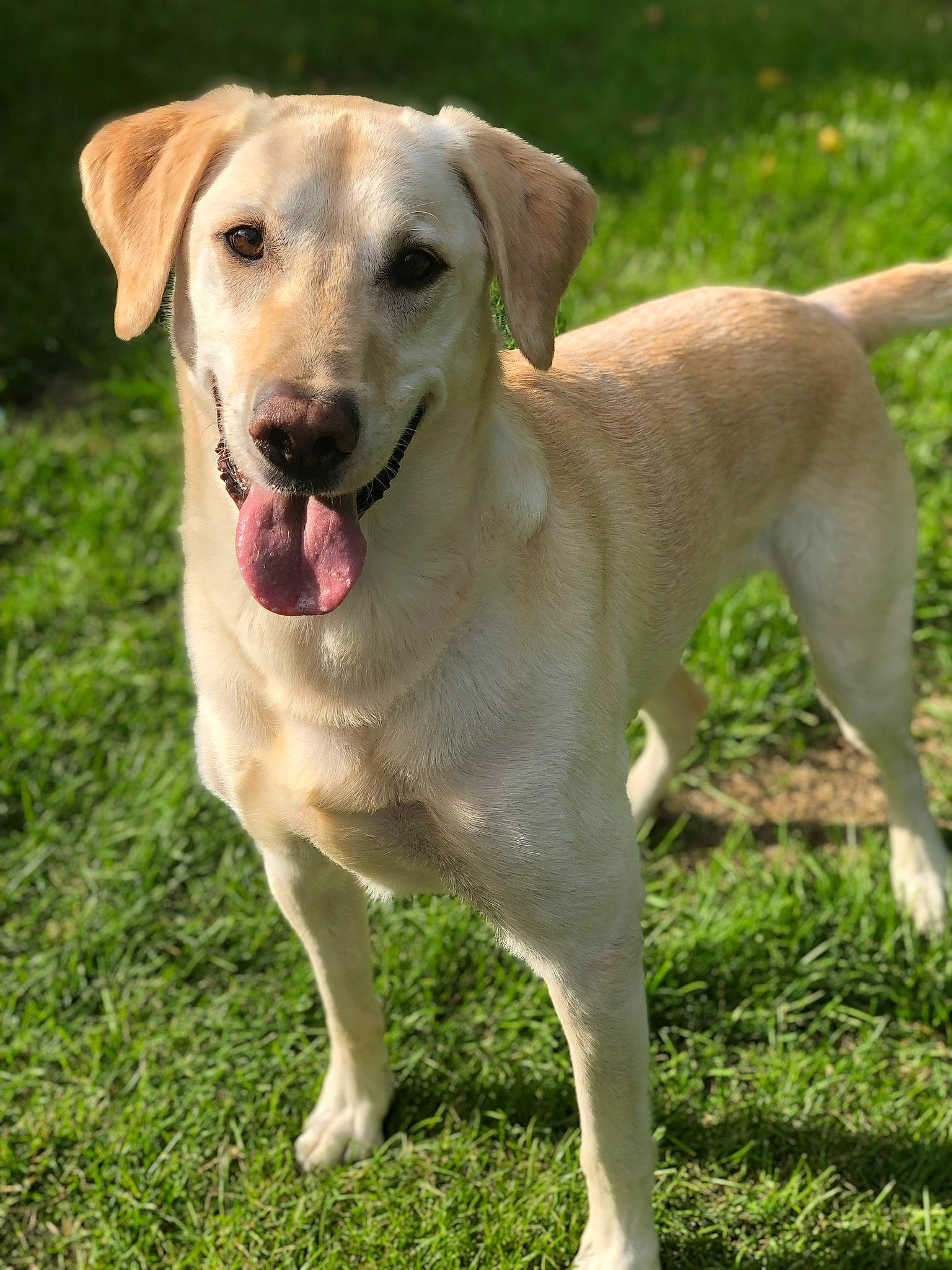 Fletch joined the competition — help win amazing prizes! ancient_dog_breeds, canidae, carnivore, catahoula_bulldog, companion_dog, dog, dog_breed, fawn, gun_dog, hunting_dog, labrador_retriever, mammal, pointing_breed, rare_breed_dog, retriever, snout, sporting_group, tail, vertebrate