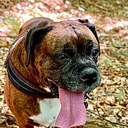 Leader participe au concours pour gagner de l'argent avec cette photo : dog, boxer, tongue, panting, forest, leaves, outdoor, nature, pet, animal, canine, brown, white, black, collar, happy, closeup, portrait, summer, sunlight