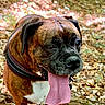 dog, boxer, tongue, panting, forest, leaves, outdoor, nature, pet, animal, canine, brown, white, black, collar, happy, closeup, portrait, summer, sunlight
