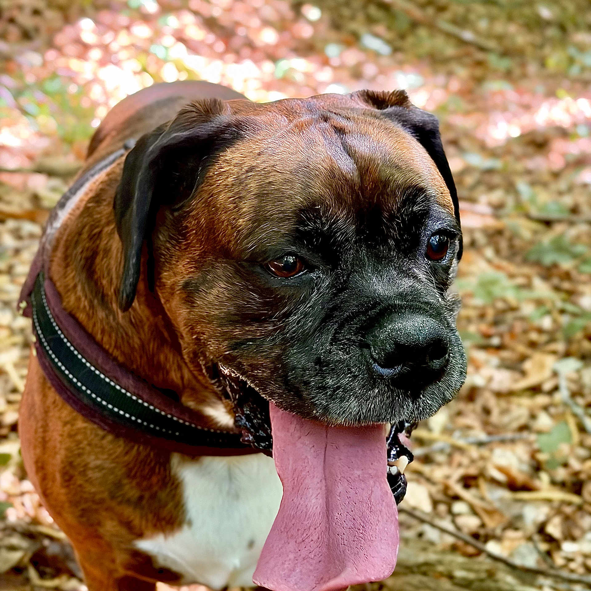 Leader participe au concours pour gagner de l'argent avec cette photo : dog, boxer, tongue, panting, forest, leaves, outdoor, nature, pet, animal, canine, brown, white, black, collar, happy, closeup, portrait, summer, sunlight
