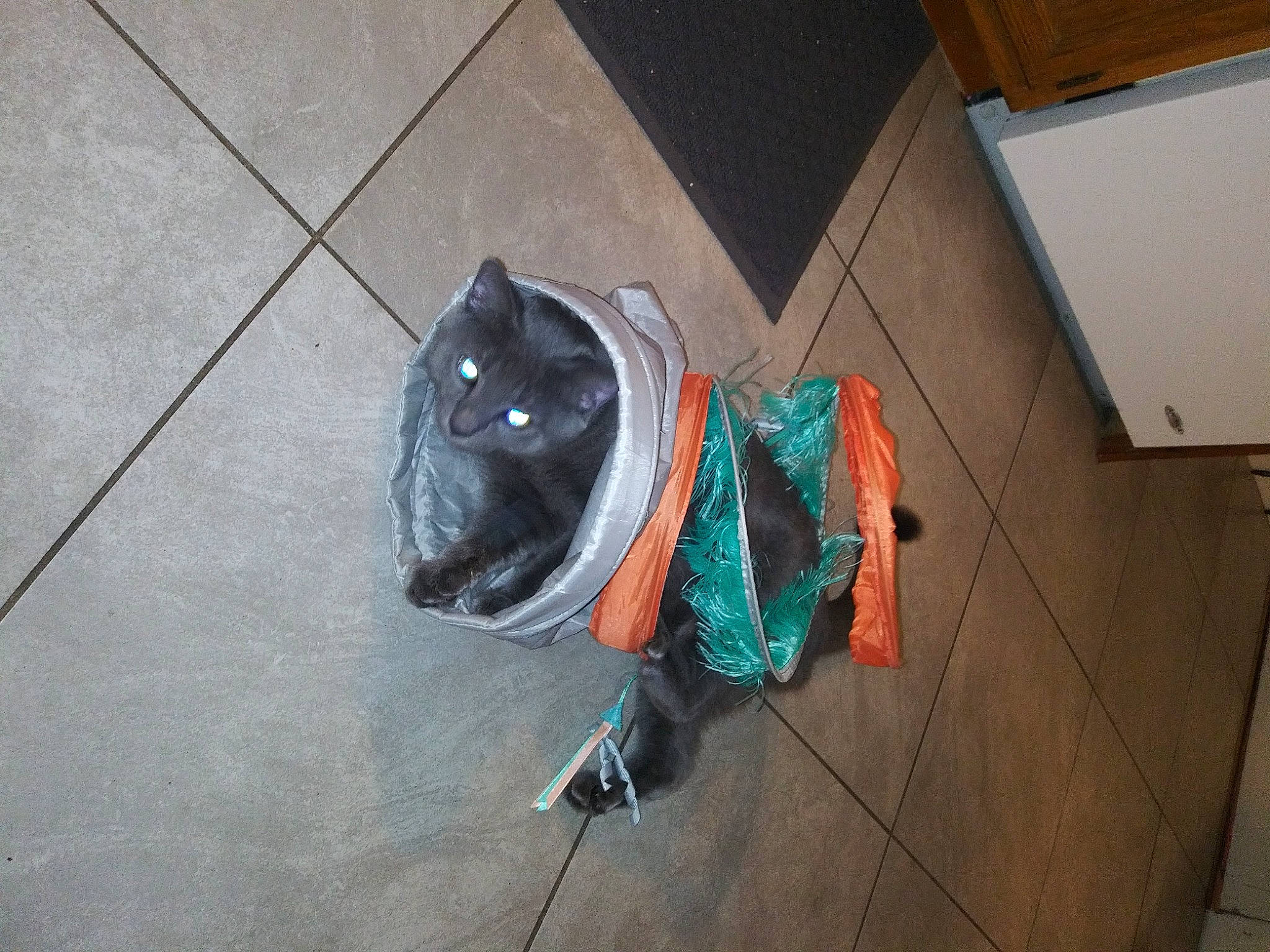 Winston Church Hill is registered to the contest to win money with this photo: bag, carnivore, cat, dog_breed, domestic_short_haired_cat, electric_blue, felidae, floor, flooring, fur, grey, hardwood, human_leg, luggage_and_bags, mammal, small_to_medium_sized_cats, tail, tile_flooring, whiskers, wood