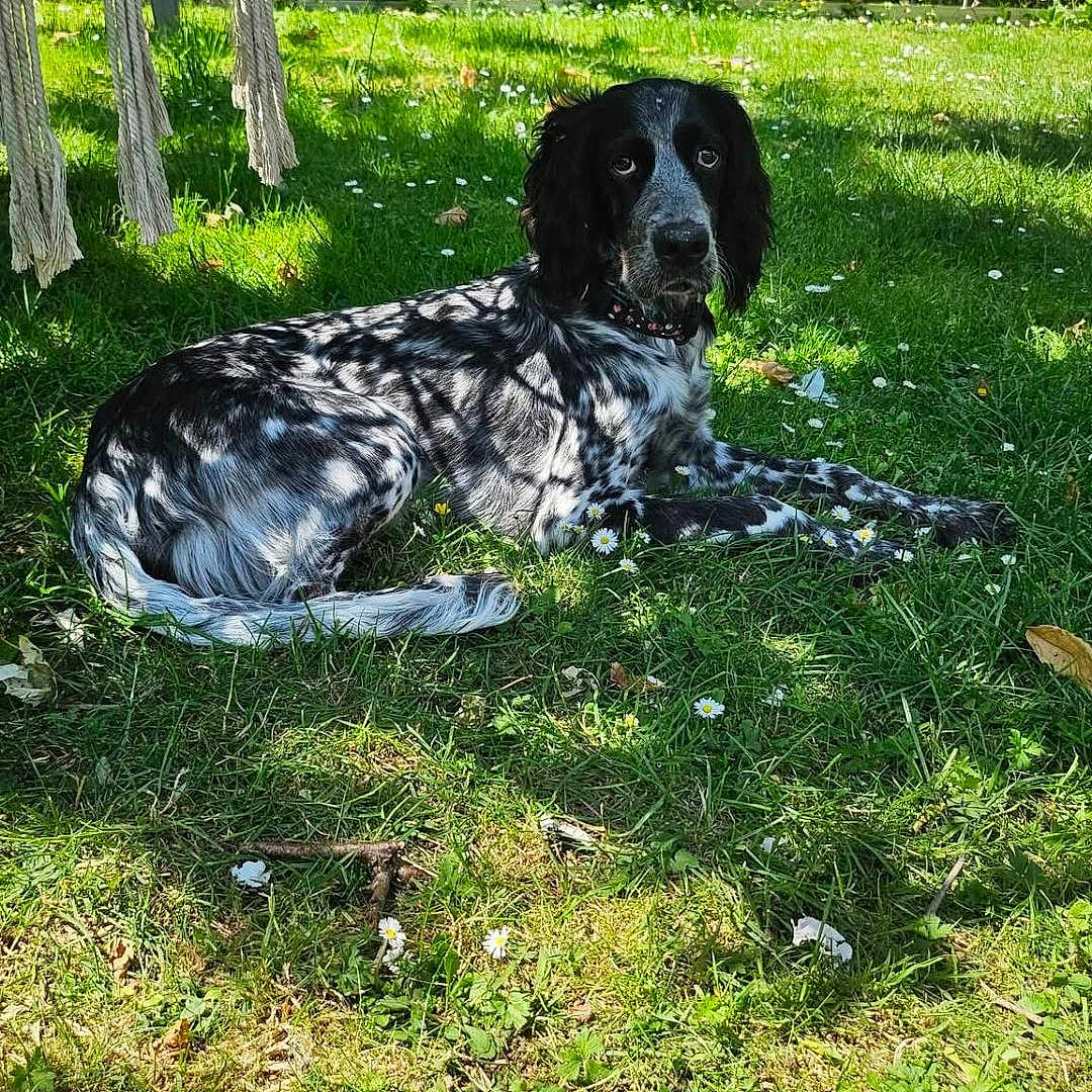 Vicky a rejoint le concours — aidez-le/la à gagner de superbes lots ! dog, grass, flower, garden, outdoor, sunlight, fence, pet, black_and_white, daisy, nature, summer, relaxing, canine, animal, greenery, shadows, resting, collar, yard