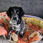 Vicky a rejoint le concours — aidez-le/la à gagner de superbes lots ! dog, pet, dog_bed, indoor, floor, tile_floor, black_and_white, speckled, looking_up, animal, canine, cute, waiting, expression, furniture, home, domestic_animal, resting, young_dog, companion