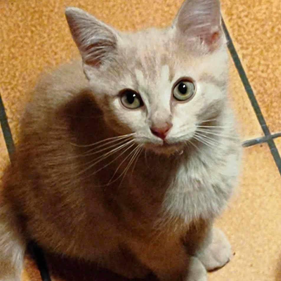 Caramel a rejoint le concours — aidez-le/la à gagner de superbes lots ! kitten, cat, pet, animal, feline, cute, looking_up, young, small, fur, whiskers, ears, floor, tile, indoors, domestic, curious, sitting, eyes, portrait