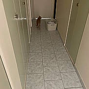 Caramel a rejoint le concours — aidez-le/la à gagner de superbes lots ! hallway, tile_floor, door, cat, laundry_basket, indoor, wall, floor, animal, pet, orange_cat, walking, closed_door, home, quiet, curiosity, basket, domestic, small_animal, corridor