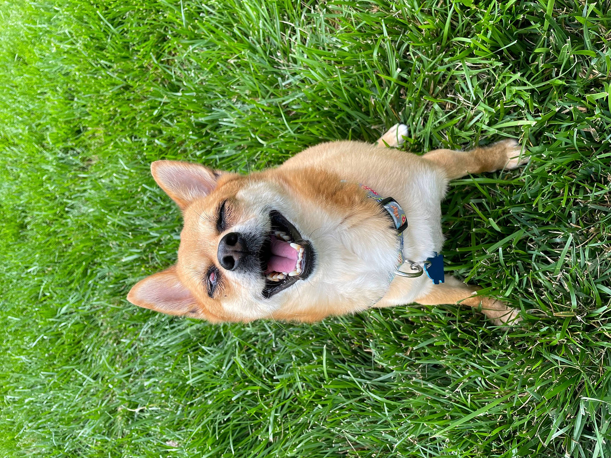 Chance is registered to the contest to win money with this photo: canis, carnivore, collar, companion_dog, dingo, dog, dog_breed, fawn, german_spitz_mittel, grass, herding_dog, plant, pomeranian, spitz, terrestrial_animal, welsh_corgi, whiskers, wildlife, working_animal, working_dog