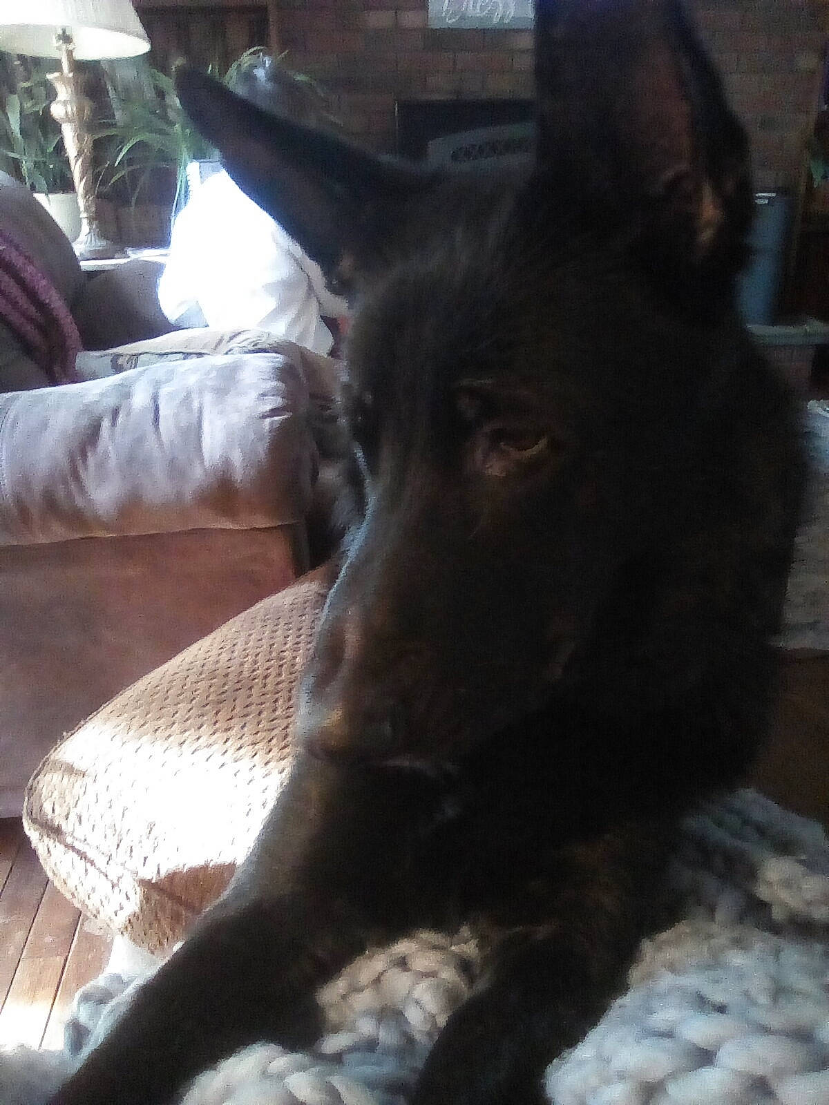 Zeke is registered to the contest to win money with this photo: canidae, carnivore, comfort, companion_dog, dog, dog_breed, east_european_shepherd, fur, guard_dog, herding_dog, liver, mammal, snout, sporting_group, tail, vertebrate, whiskers, working_animal, working_dog