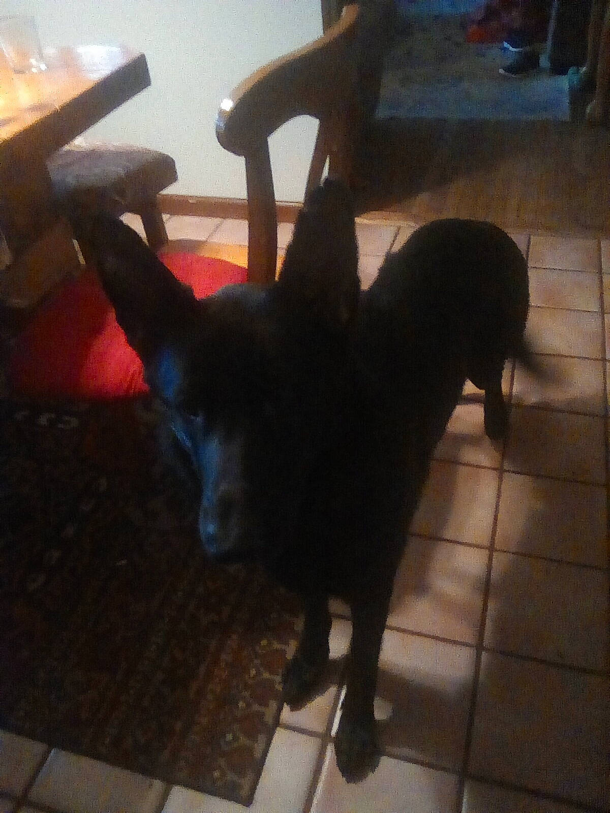 Zeke joined the competition — help win amazing prizes! black_cat, carnivore, companion_dog, dog, dog_breed, felidae, floor, flooring, fur, hardwood, non_sporting_group, paw, shadow, small_to_medium_sized_cats, table, tail, tints_and_shades, whiskers, wood, working_animal