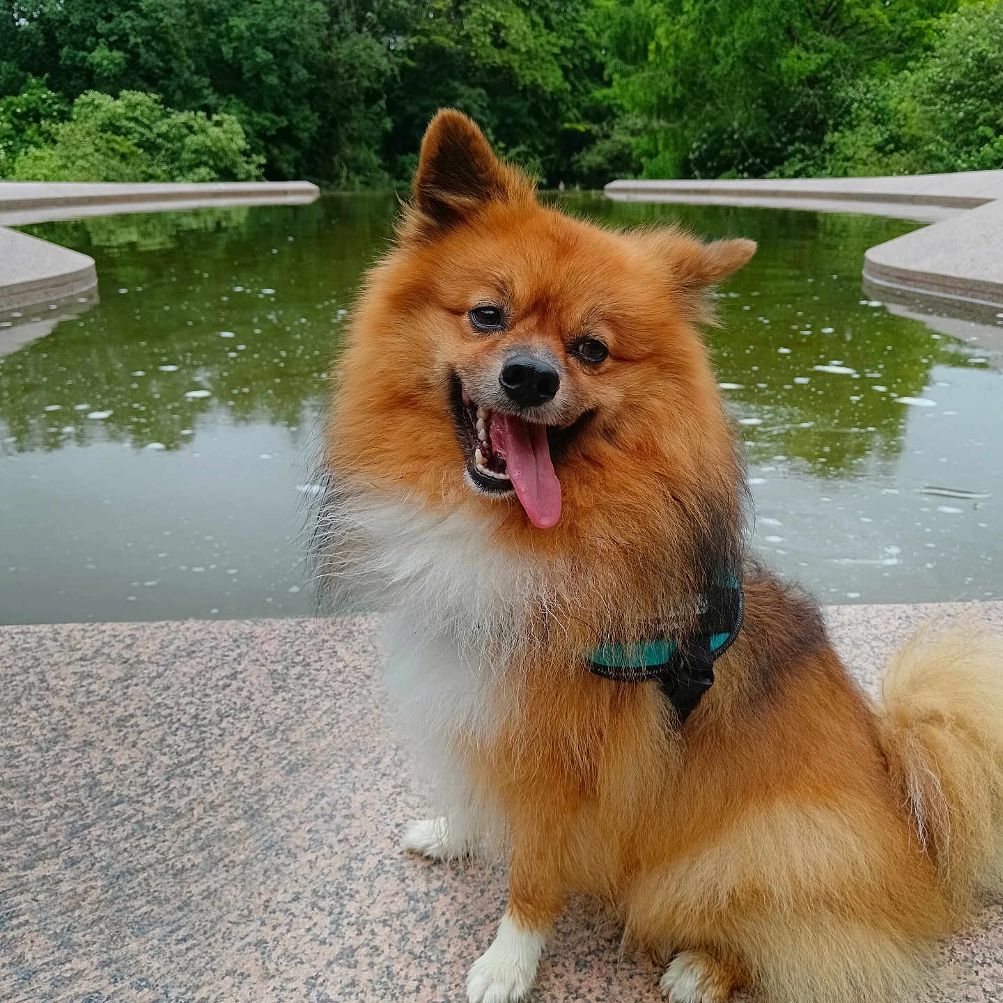 Plum' participe au concours pour gagner de l'argent avec cette photo : accessories, animal, bodypart, canine, collie, dog, grass, nature, outdoors, path, pet, plant, pond, pool, puppy, swimmingpool, tree, vegetation, walkway, water