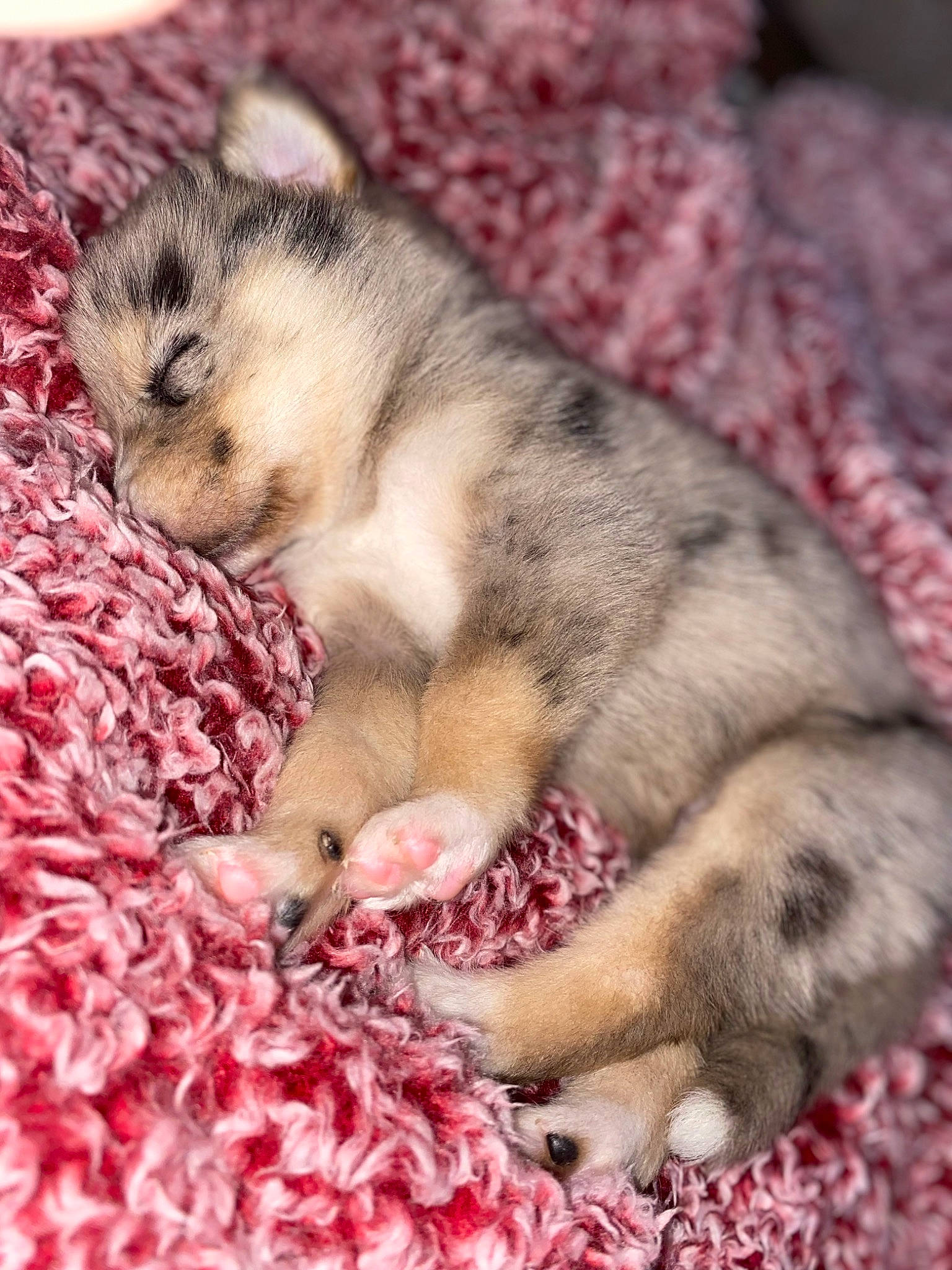 Oak joined the competition — help win amazing prizes! carnivore, claw, comfort, domestic_short_haired_cat, fawn, felidae, ferret, fur, hedgehog, linens, nail, pattern, paw, pink, rodent, small_to_medium_sized_cats, snout, terrestrial_animal, whiskers, wildlife