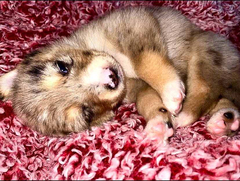 Oak joined the competition — help win amazing prizes! canidae, carnivore, comfort, companion_dog, dog, dog_breed, fawn, felidae, ferret, fur, mammal, mustelidae, paw, puppy, snout, sporting_group, terrestrial_animal, vertebrate, whiskers, wildlife