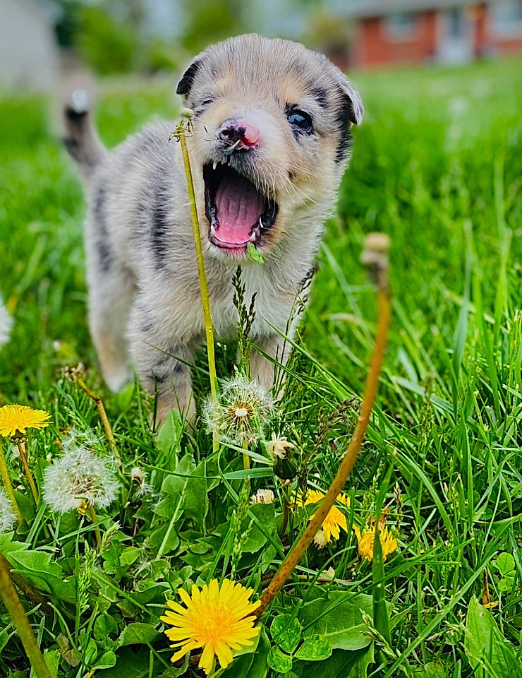 Oak is registered to the contest to win money with this photo: carnivore, collar, companion_dog, dog, dog_breed, fawn, flower, grass, grass_family, grassland, groundcover, herbaceous_plant, meadow, people_in_nature, petal, plant, prairie, snout, terrestrial_animal, whiskers