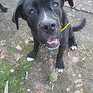 Olympe a rejoint le concours — aidez-le/la à gagner de superbes lots ! american_pit_bull_terrier, bandog, beagador, borador, canidae, carnivore, dog, dog_breed, fawn, labrador_retriever, mammal, patterdale_terrier, rare_breed_dog, snout, sporting_group, tail