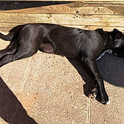 Olympe participe au concours pour gagner de l'argent avec cette photo : borador, cane_corso, canidae, carnivore, dog, dog_breed, fawn, guard_dog, mammal, sporting_group, vertebrate