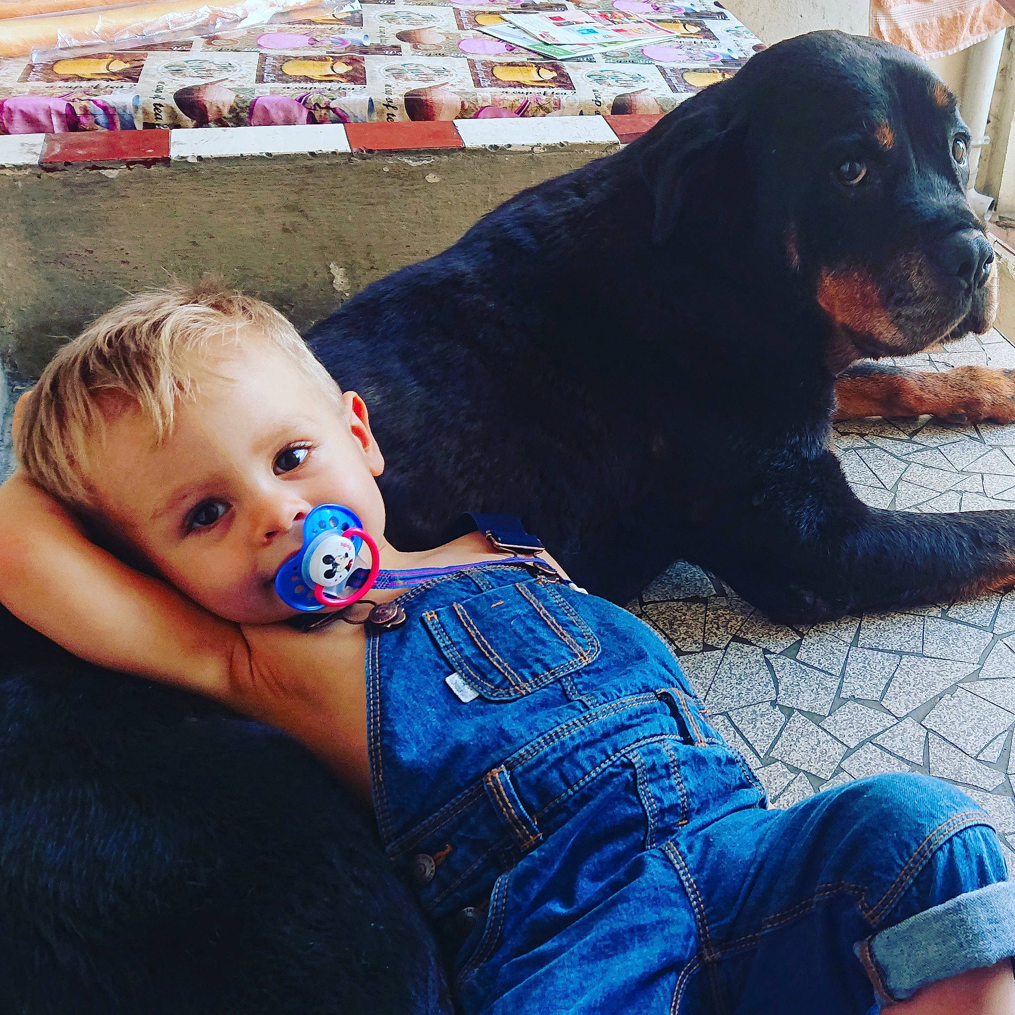 Lucas a rejoint le concours — aidez-le/la à gagner de superbes lots ! baby, canidae, carnivore, child, companion_dog, dog, dog_breed, ear, eye, guard_dog, happy, jeans, nose, person, puppy, puppy_love, rottweiler, sitting, sporting_group, toddler