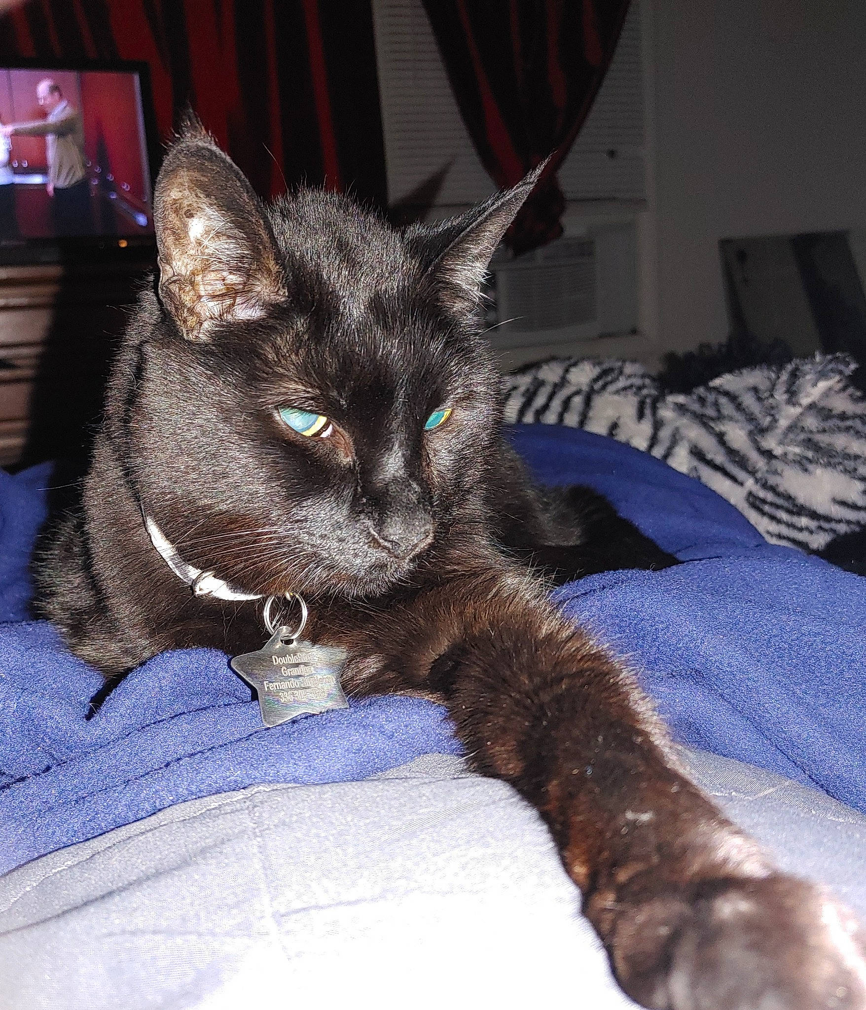 Doubleshot is registered to the contest to win money with this photo: bed, black_cat, bombay, carnivore, cat, cat_bed, cat_supply, claw, comfort, curtain, domestic_short_haired_cat, felidae, fur, grey, paw, picture_frame, small_to_medium_sized_cats, snout, tail, whiskers