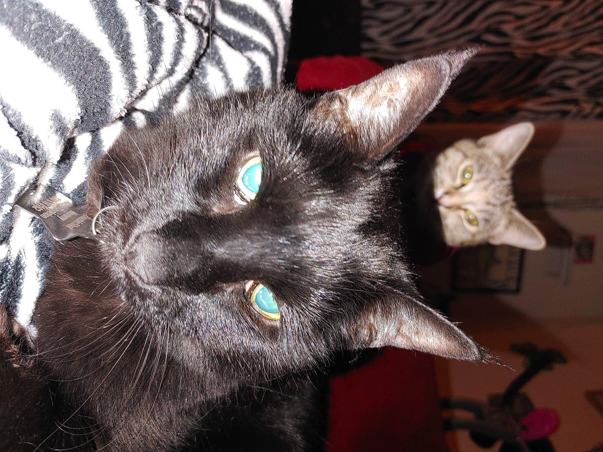 Doubleshot is registered to the contest to win money with this photo: black_cat, bombay, carnivore, cat, claw, domestic_short_haired_cat, ear, felidae, fur, havana_brown, iris, small_to_medium_sized_cats, snout, terrestrial_animal, whiskers