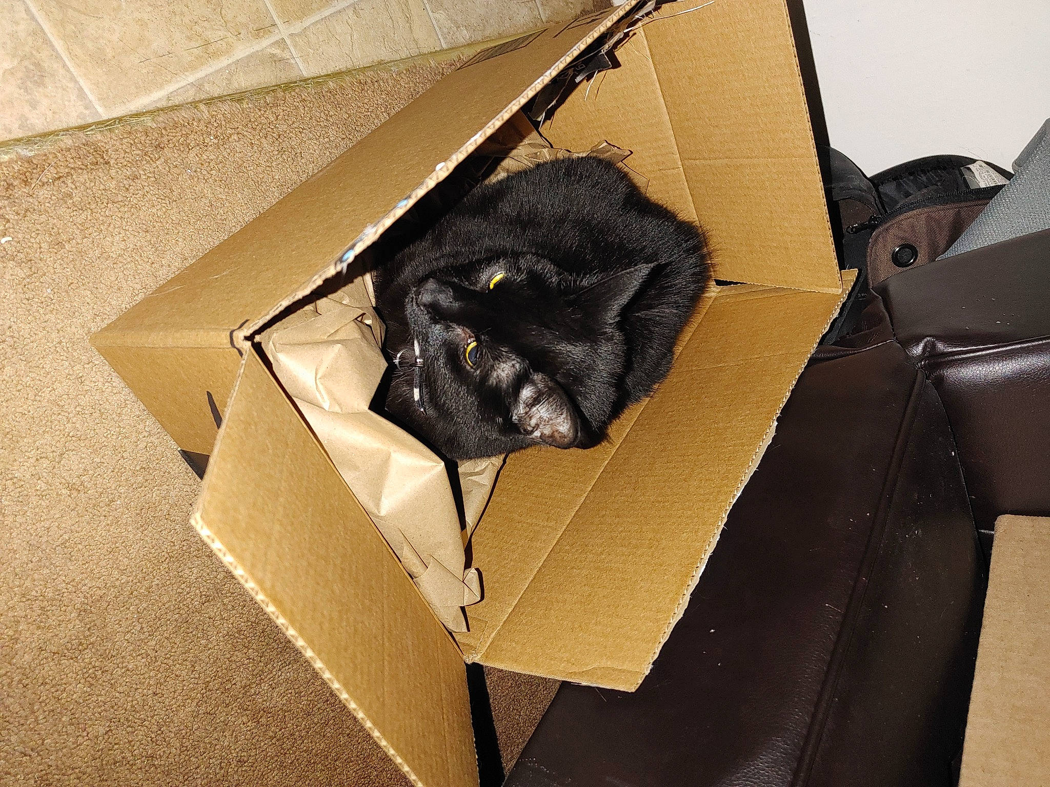 Doubleshot is registered to the contest to win money with this photo: bag, box, brand, cardboard, carton, cat, fashion_accessory, felidae, metal, packaging_and_labeling, packing_materials, paper, paper_bag, paper_product, room, shipping_box, small_to_medium_sized_cats, tints_and_shades, working_animal