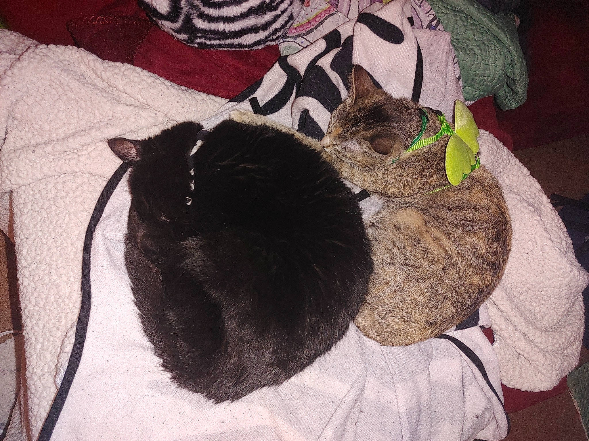 Doubleshot is registered to the contest to win money with this photo: art, bed, black_cat, bombay, carnivore, cat, cat_bed, comfort, domestic_short_haired_cat, felidae, fur, linens, nap, pattern, small_to_medium_sized_cats, tail, toy, tree, whiskers, wool