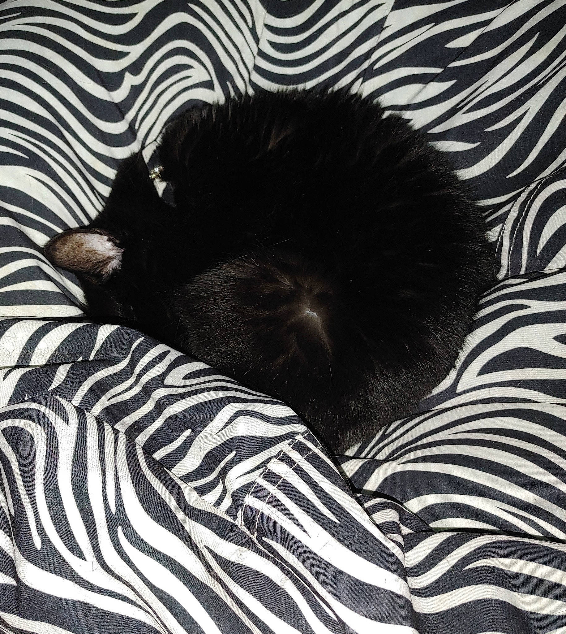 Doubleshot is registered to the contest to win money with this photo: art, black_and_white, carnivore, cat, comfort, dog_breed, felidae, fur, linens, monochrome, monochrome_photography, pattern, small_to_medium_sized_cats, snout, style, tail, terrestrial_animal, textile, tints_and_shades, whiskers