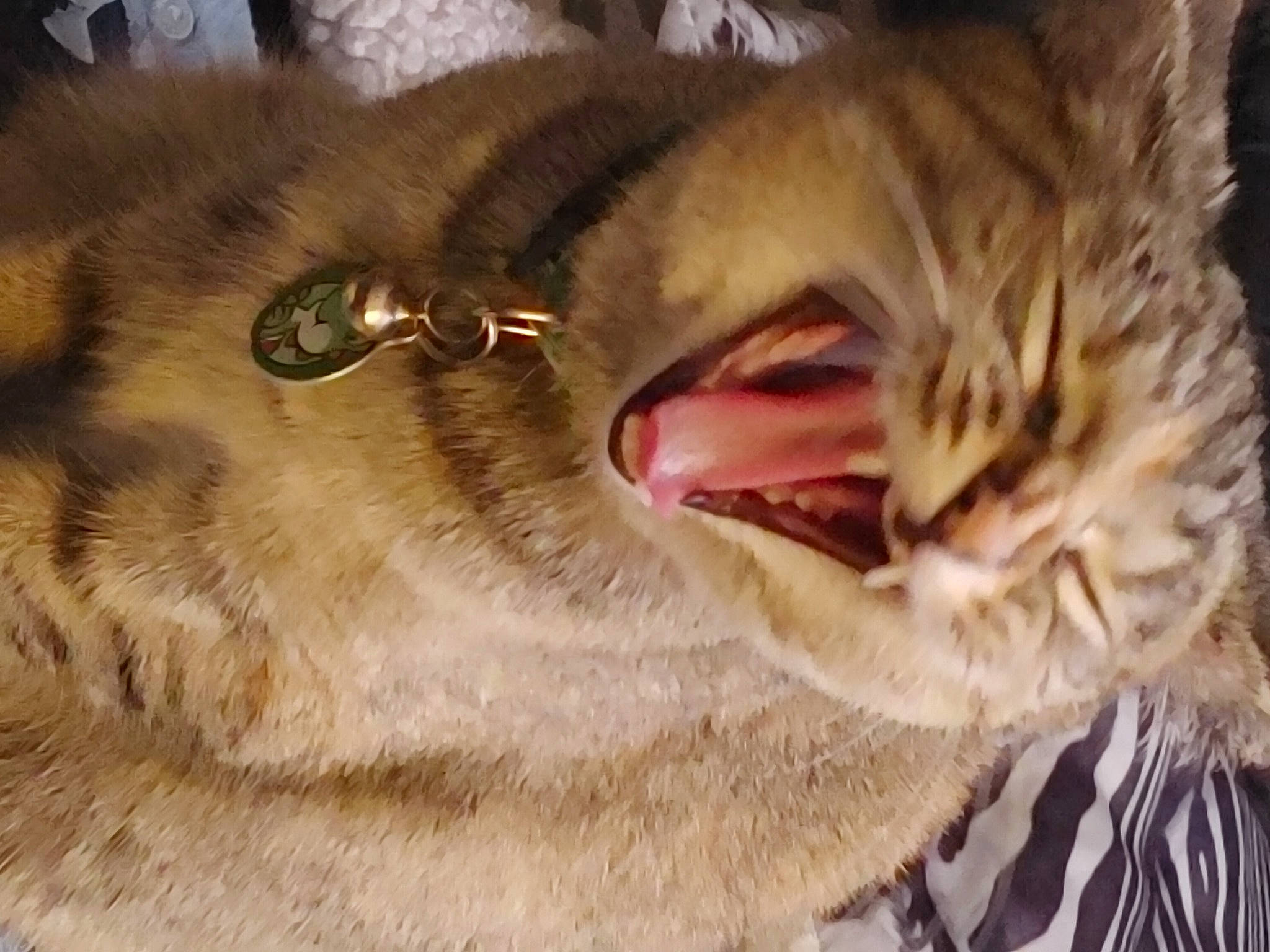 Yoshi is registered to the contest to win money with this photo: carnivore, cat, claw, close_up, domestic_short_haired_cat, ear, eye, fang, felidae, fur, gesture, jaw, paw, small_to_medium_sized_cats, snout, terrestrial_animal, tooth, whiskers, wildlife, yawn