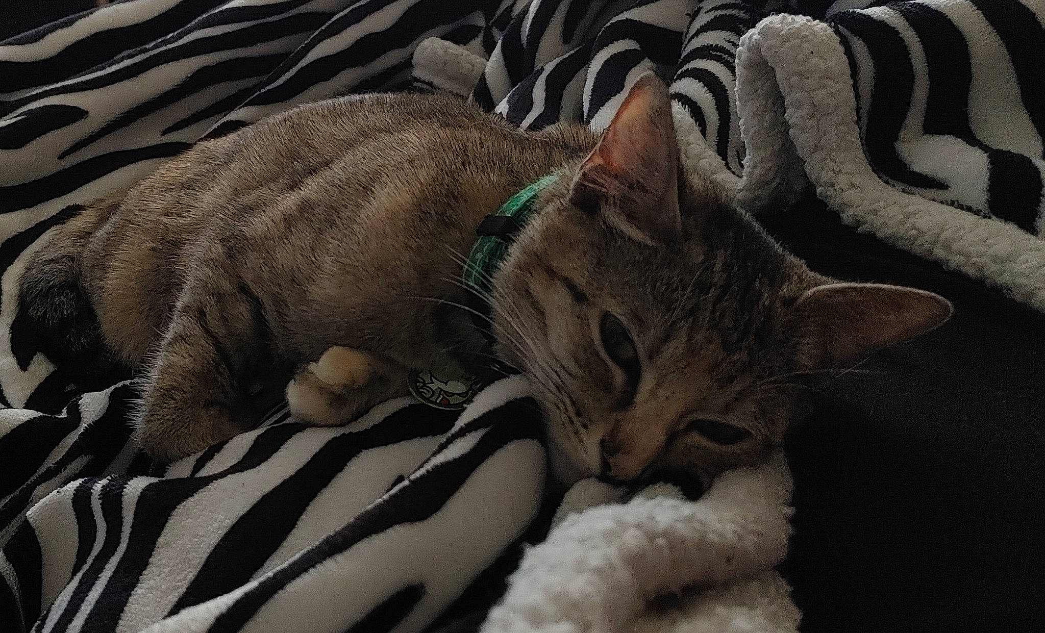 Yoshi joined the competition — help win amazing prizes! carnivore, cat, cat_bed, cat_supply, comfort, domestic_short_haired_cat, fawn, felidae, fur, grass, grey, linens, pattern, paw, small_to_medium_sized_cats, snout, terrestrial_animal, tree, whiskers, wildlife