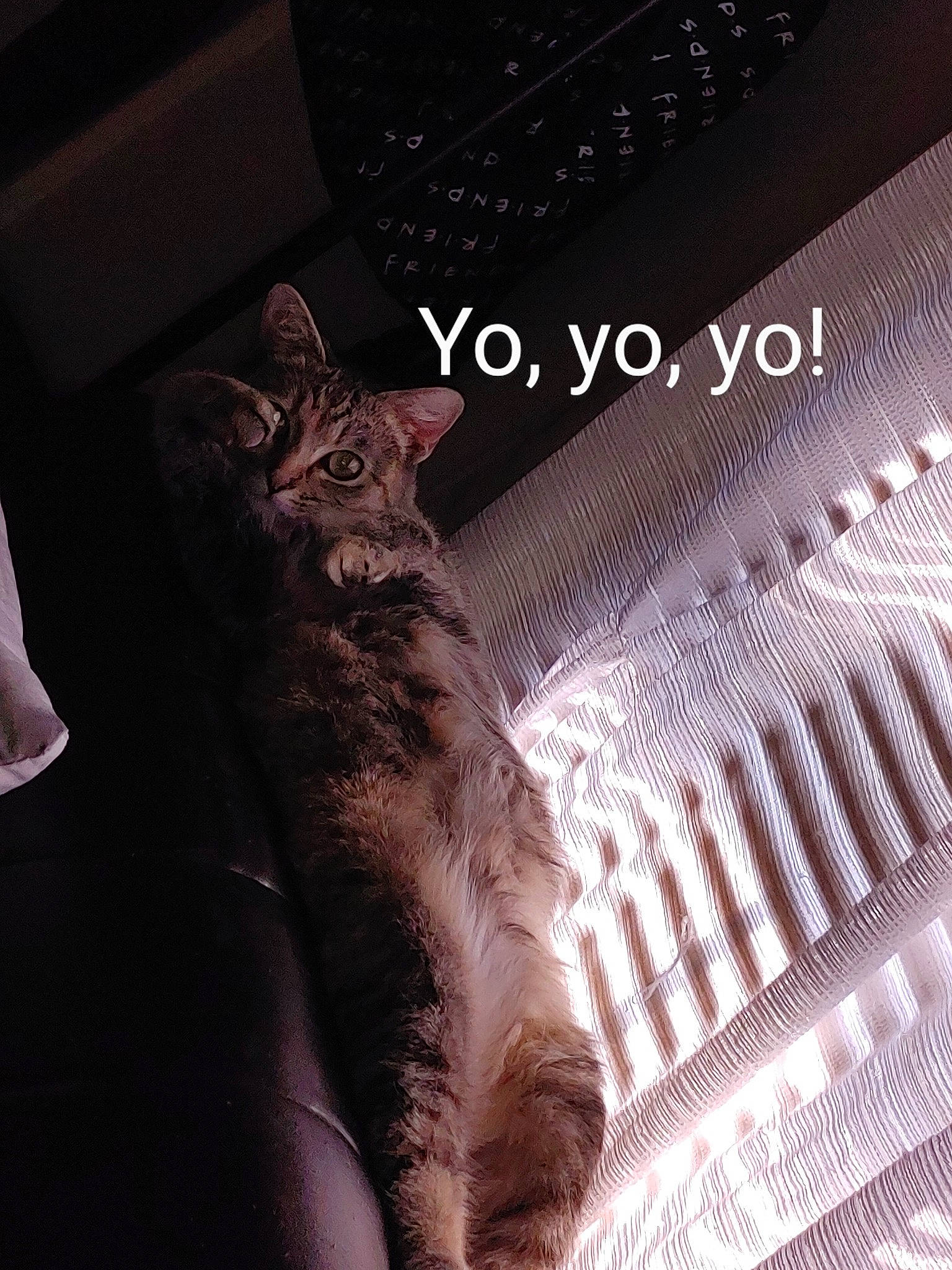 Yoshi joined the competition — help win amazing prizes! carnivore, cat, claw, comfort, darkness, domestic_short_haired_cat, felidae, font, fur, metal, monochrome_photography, night, paw, photo_caption, sky, small_to_medium_sized_cats, snout, tail, whiskers, window