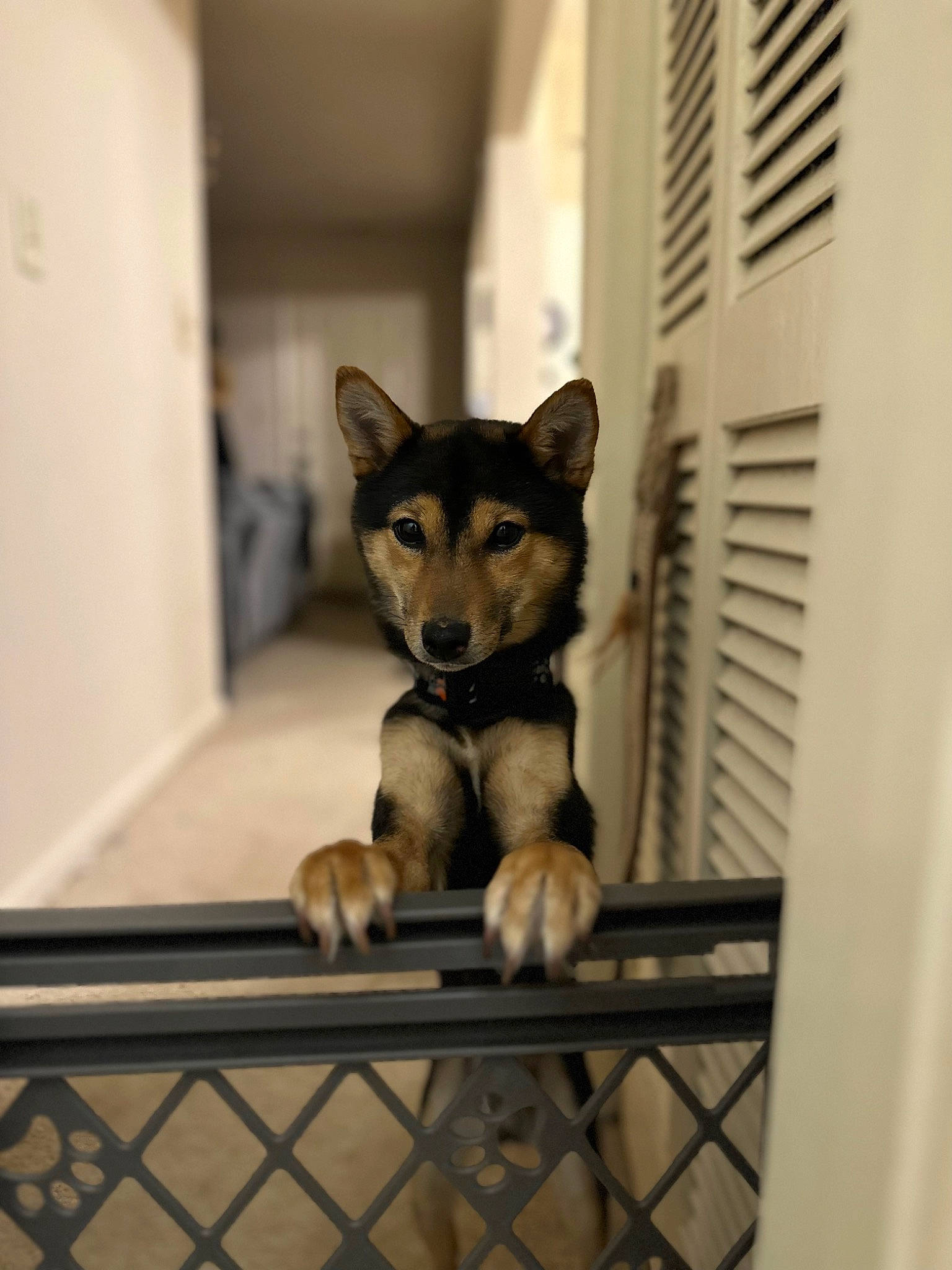 Mishka is registered to the contest to win money with this photo: canidae, canis, carnivore, companion_dog, dog, dog_breed, dog_supply, door, fawn, fence, fur, grey, non_sporting_group, puppy, room, snout, sporting_group, terrestrial_animal, working_animal, working_dog