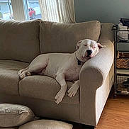 Bubba is registered to the contest to win money with this photo: dog, white_dog, sleeping, couch, living_room, pillow, floor, window, curtain, natural_light, furniture, relaxation, pet, domestic_animal, home, wood_floor, resting, calm, interior, cozy