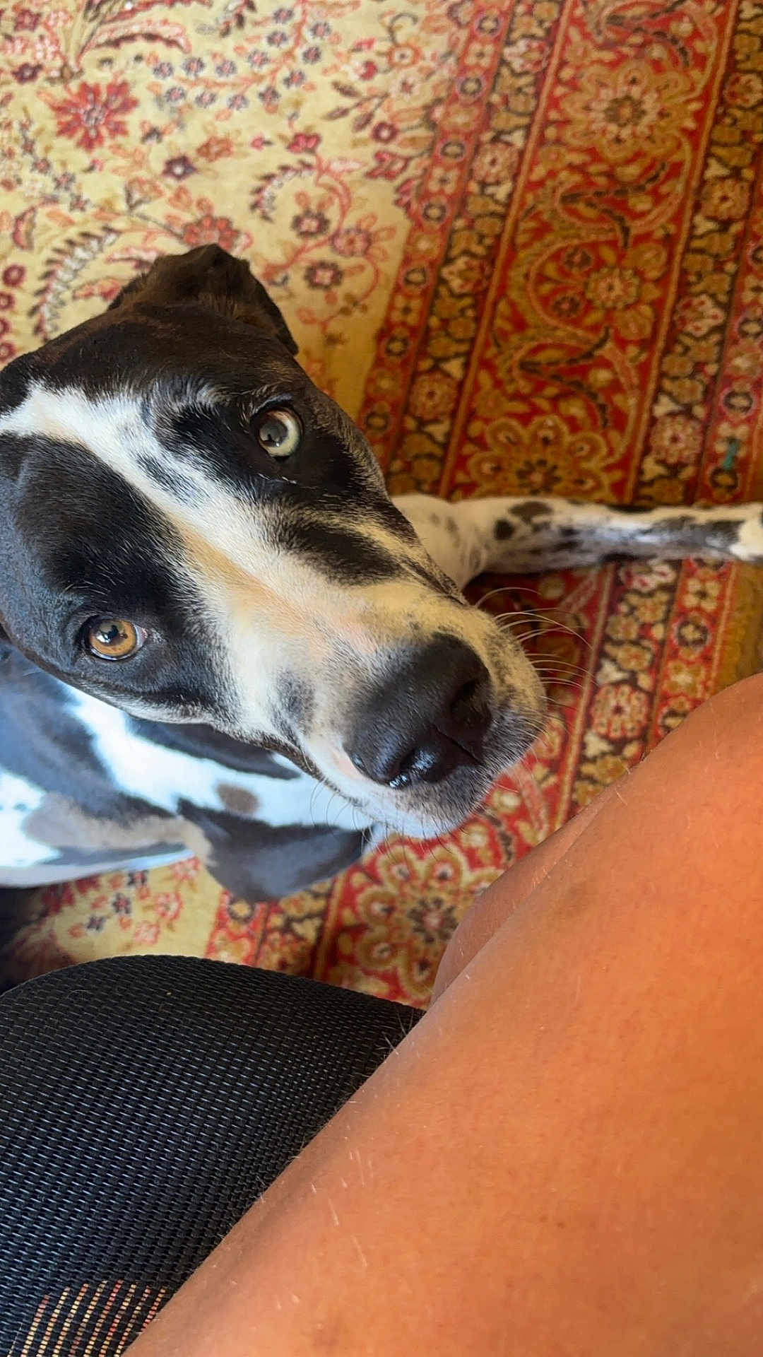Otto participe au concours pour gagner de l'argent avec cette photo : dog, black_and_white, curious, indoor, carpet, patterned_rug, close_up, pet, animal, fur, snout, whiskers, eye, nose, leg, human_skin, texture, floor, domestic, companion