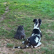 Otto a rejoint le concours — aidez-le/la à gagner de superbes lots ! dog, grass, outdoor, animal, pet, canine, nature, resting, two_animals, spotted, gray, back_view, field, summer, sunlight, peaceful, relaxing, companion, yard, greenery