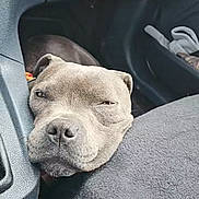 Taïga a rejoint le concours — aidez-le/la à gagner de superbes lots ! dog, car_interior, resting, sleepy, seat, gray_dog, close_up, pet, nap, comfort, indoor, animal, relaxed, canine, transport, vehicle, head, fur, muzzle, face